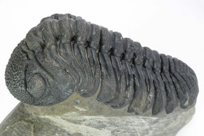 Excellent Phacopid (Morocops) Trilobite - Morocco #216580